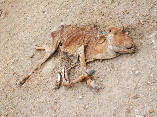 4407982695_f3f43c73d2_c-629x472